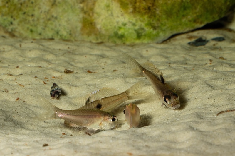 Trematocara stigmaticum 'Kigoma area'